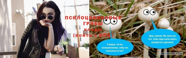 PSILOCYBIN Богородицк